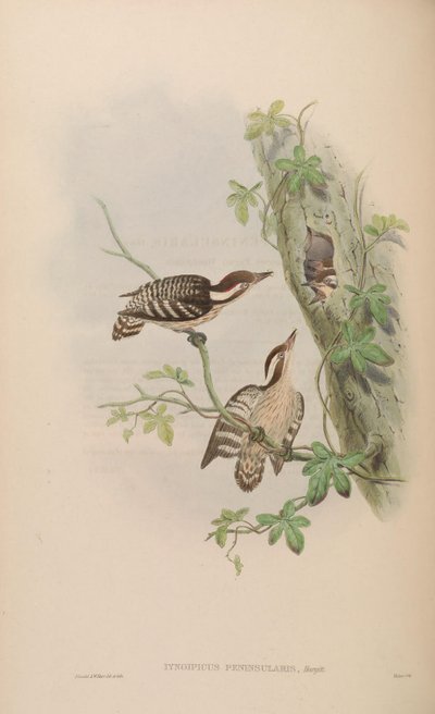Iyngipicus gymnophthalmus peninsularis by John Gould